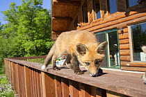 Red fox (Vulpes vulpes) cub walking on a fence, Minnesota, USA, May.
