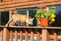 Red fox (Vulpes vulpes) cub walking on a fence, looking at a flowerpot, Minnesota, USA, May.