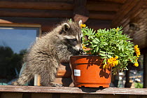 Raccoon (Procyon lotor) digging soil out of a flowerpot, Minnesota, USA, May.