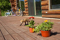 Red fox (Vulpes vulpes) cub on patio decking, Minnesota, USA, May.