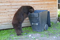 Black bear (Ursus americanus)  looking for food in a bin, Minnesota, USA, May.