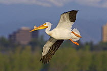 American white pelican (Pelecanus erythrorhynchos) in breeding condition, with bill horn growth, Cherry Creek State Park, Denver, Colorado, USA, July.