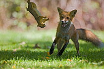 Red fox (Vulpes vulpes)  playing with a dead squirrel in a garden Denver, Colorado, USA, July.