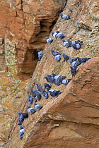Rock pigeons (Columba livia) perched on a rock face overlooking Purgatoire River Canyon, Colorado, USA, July.