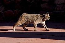 American bobcat (Lynx rufus) walking on a pavement in  Denver, Colorado, USA, December.