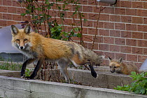 Red fox (Vulpes vulpes) with cub emerging from its den near a house, Denver, Colorado, USA, April.