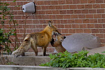 Red fox (Vulpes vulpes) cub playing with its parent near a house, Denver, Colorado, USA, April.
