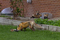 Red fox (Vulpes vulpes) and cubs emerging from their den near a house, Denver, Colorado, USA, April.