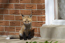 Red fox (Vulpes vulpes) cub sitting near a house, Denver, Colorado, USA, April.