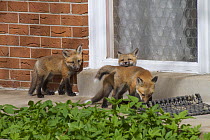 Four Red fox (Vulpes vulpes) cubs playing with a doormat, Denver, Colorado, USA, April.