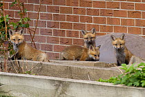 Four Red fox (Vulpes vulpes) cubs at the entrance to their den near a house, Denver, Colorado, USA, April.