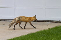 Red fox (Vulpes vulpes) walking past a garage door, Denver, Colorado, USA, April.