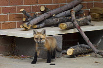 Red fox (Vulpes vulpes) cub emerging from a wood pile near a house, Denver, Colorado, USA, April.