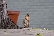Fox squirrel (Sciurus niger) standing on hind legs, Denver, Colorado, April.