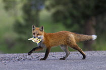 Red fox (Vulpes vulpes) cub walking along city street with a coupon in its mouth, Denver, Colorado, USA, April.