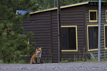 Red Fox (Vulpes vulpes) sitting by the road next to a house, Denver, Colorado, USA, May.