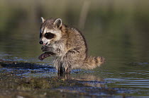Raccoon (Procyon lotor) washing its paws, Denver, Colorado, USA, July.