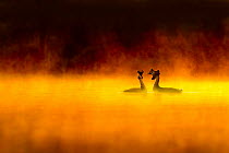 Great crested grebe (Podiceps cristatus) pair performing courtship display at dawn, backlit with surrounding by mist, Cheshire, UK, March