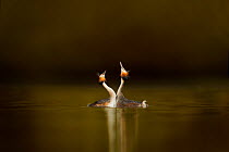 Great crested grebes (Podiceps cristatus) pair performing courtship displaying, Cheshire, UK, March