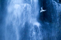 Northern fulmar (Fulmarus glacialis) in flight against a waterfall, Iceland, January