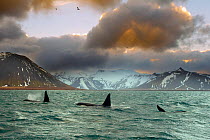Orcas (Orcinus orca) pod feeding on herring, wide shot showing surrounding landscape, Iceland, January 2013