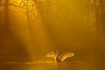 Mute swan (Cygnus olor) stretching its wings backlit at dawn, Poynton, Cheshire, UK, December. Highly honoured in the Bird Category of the Windland Awards  of Natures Best Photography Competition 2016...