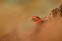 Red grouse (Lagopus lagopus scoticus) peering out from deep heather, Peak District, UK, March