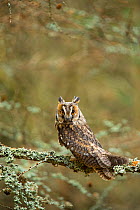 Long-eared owl (Asio otus otus) perched in tree encrusted with lichen, Czech Republic, January