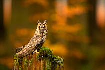 Long-eared owl (Asio otus otus) perched on stump in pine forest, Czech Republic, January