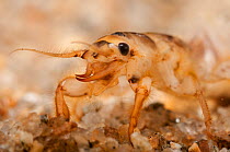 Common burrowing mayfy nymph (Ephemera danic(b, Europe, May, controlled conditions