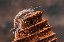 Water louse (Asellus aquaticus) climbing on the sunken wood, Europe, July, controlled conditions