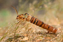 Caddisfly larva (Brachycentrus subnubilus) collecting organic debris from the current, Europe, July, controlled conditions