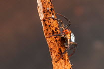 Water spider (Argyroneta aquatica) with air bubble, Europe, July, controlled conditions