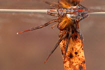 Water spider (Argyroneta aquatica) refilling its air supply, Europe, July, controlled conditions