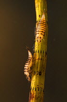 Diving beetle larvae (Hyphydrus ovatus) Europe, July, controlled conditions