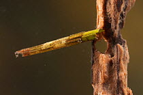 Caddisfly larva (Trichoptera), in the case made of plant stems, Europe, July, controlled conditions