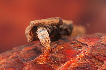 Caddisfly larva (Trichoptera), climbing on the sunken wood, Europe, July, controlled conditions