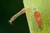 Black fly larva and pupa (Simuliidae) attached to the stem of aquatic plant, Europe, August, controlled conditions