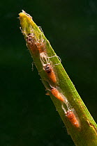 Black fly pupae (Simuliidae) attached to the stem of aquatic plant, Europe, August, controlled conditions