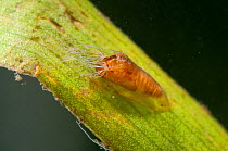 Black fly pupa (Simuliidae) attached to the stem of aquatic plant, Europe, August, controlled conditions