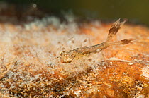 Large red damselfly nymph (Pyrrhosoma nymphula)in the planktonic stalked colonies (Epistylis) Europe, August, controlled conditions