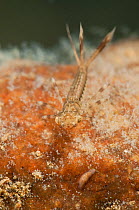 Large red damselfly nymph (Pyrrhosoma nymphula) and freshwater flatworm (Dugesia subtentaculata) in the planktonic stalked colonies (Epistylis) Europe, August, controlled conditions