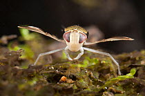 Water boatman (Sigara striata) Europe, September, controlled conditions