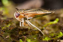 Water boatman (Sigara striata) Europe, September, controlled conditions