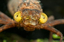 Darner dragonfly nymph (Aeshnidae) portrait, Europe, July, controlled conditions