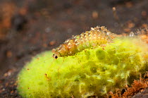 Spongillafly larva (Sisyra fuscata) sucking the fluids from the cells of the freshwater sponge, Europe, September, controlled conditions