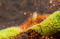Spongillafly larva (Sisyra fuscata) on the gemules of freshwater sponge (Spongilla lacustris) Europe, September, controlled conditions