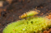 Spongillafly larva (Sisyra fuscata) feeding on freshwater sponge (Spongilla lacustris) Europe, September, controlled conditions