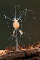 Brown hydra (Hydra oligactis) digesting the prey enclosed within the body cavity, Europe, September, controlled conditions