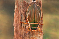 Great diving beetle (Dytiscus marginalis) refilling its air supply under the wing cases, Europe, September, controlled conditions